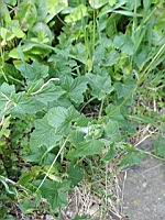 California manroot, Marah fabacea (prise a Lens)(2)